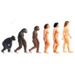 fu_000001_human-history